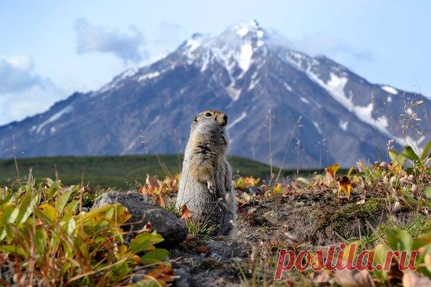 Евражка – хранитель вулкана. Камчатка, Россия. Автор фото – Марина Карпович: nat-geo.ru/photo/user/339814/