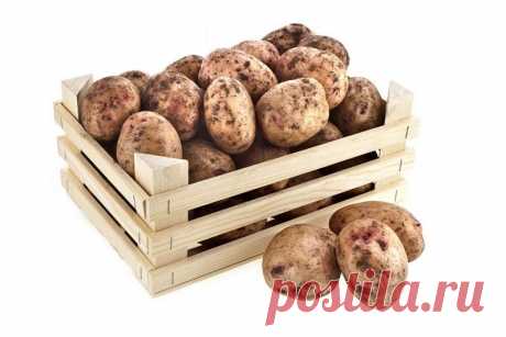 Как хранить картофель зимой — Мой дом