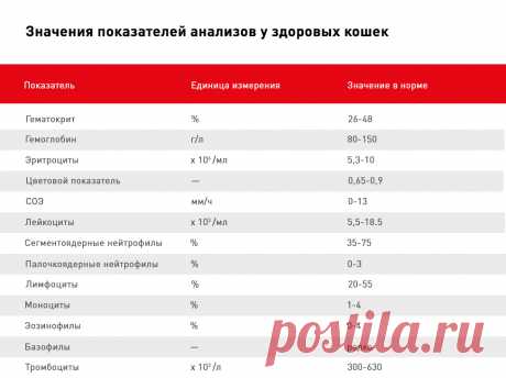 Анализ крови у кошки
