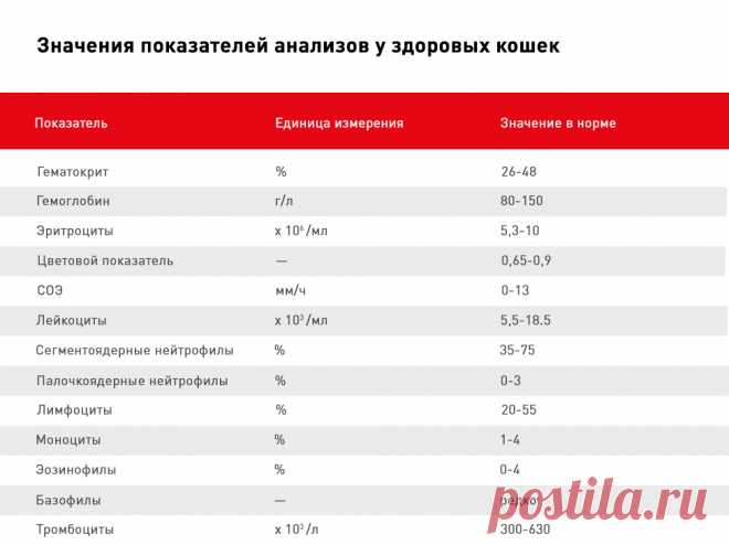 Анализ крови у кошки