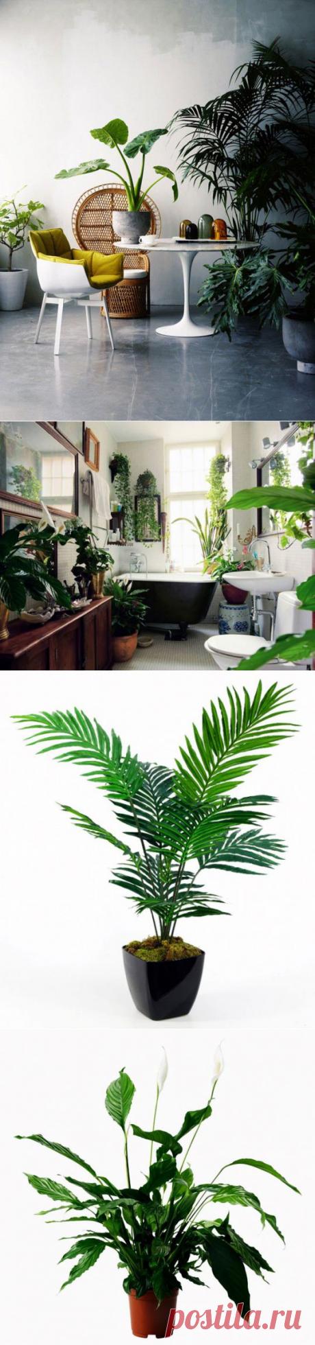 (+1) тема - Полезнейшие домашние растения | УЮТНЫЙ ДОМ | советы