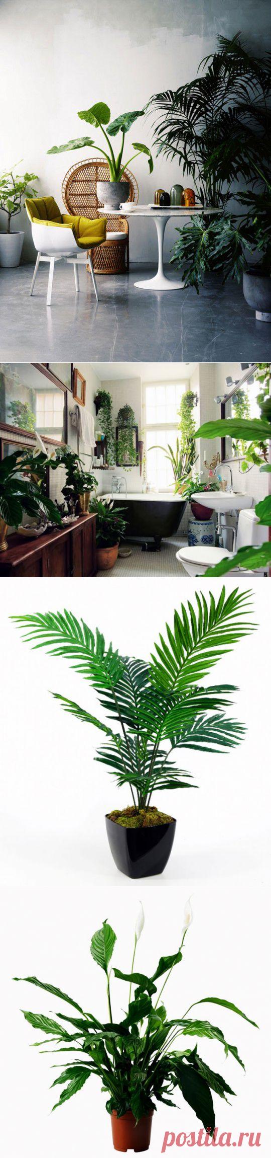 (+1) тема - Полезнейшие домашние растения | УЮТНЫЙ ДОМ | советы