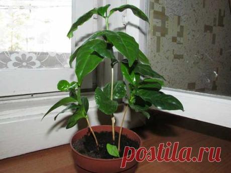 Уход за кофейным деревом