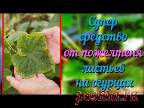Желтеют листья огурцов Простое народное средство от пожелтения листьев на огурцах Проверенно годами