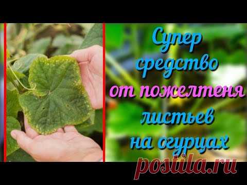 Желтеют листья огурцов Простое народное средство от пожелтения листьев на огурцах Проверенно годами