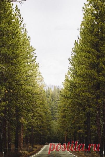 План на весну : посадить деревце! 

 Сажая дерево, Вы прикасаетесь к самой жизни, возвращаетесь в то движение, из которого нас выбивает повседневная суета.

 Вы творите!

 Вы ощущаете вдохновение, которое дарит успех в любом созидательном начинании!

 Вы берёте ответственность за новое живое существо, определяете, где и для чего оно будет расти.

Каждое посаженное дерево — союзник жизни и источник красоты. Посадите деревце, и Ваши дети, внуки и правнуки будут вспоминать Вас, ухаживая за ним!