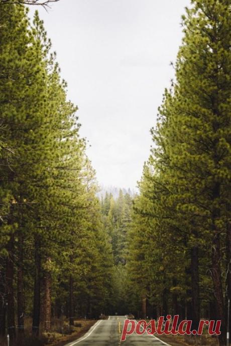 План на весну : посадить деревце! 

 Сажая дерево, Вы прикасаетесь к самой жизни, возвращаетесь в то движение, из которого нас выбивает повседневная суета.

 Вы творите!

 Вы ощущаете вдохновение, которое дарит успех в любом созидательном начинании!

 Вы берёте ответственность за новое живое существо, определяете, где и для чего оно будет расти.

Каждое посаженное дерево — союзник жизни и источник красоты. Посадите деревце, и Ваши дети, внуки и правнуки будут вспоминать Вас, ухаживая за ним!