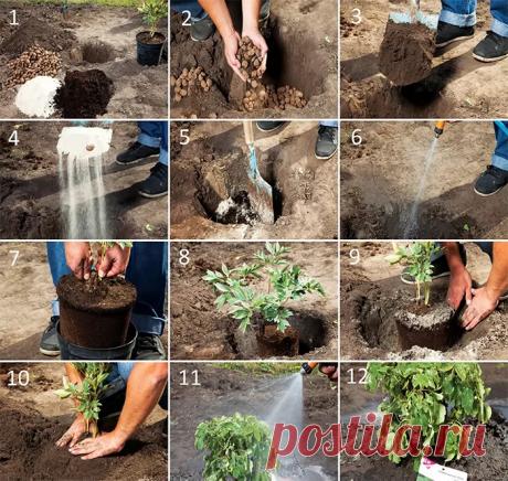 Как сажать пионы весной в грунт. Как сохранить пионы до посадки