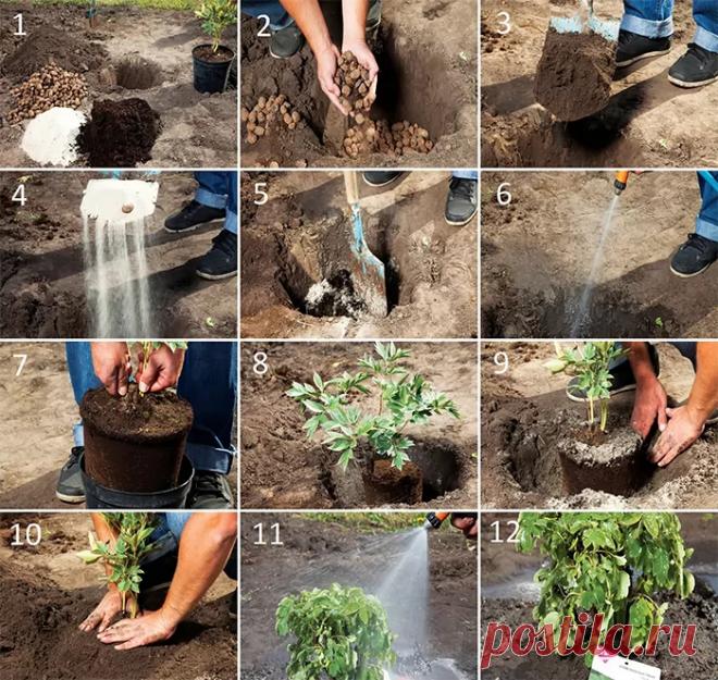 Как сажать пионы весной в грунт. Как сохранить пионы до посадки