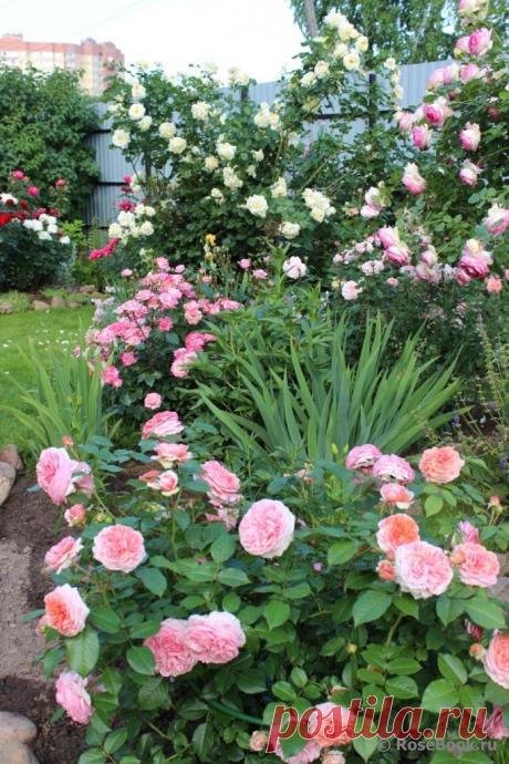 Розы,розы,розы.