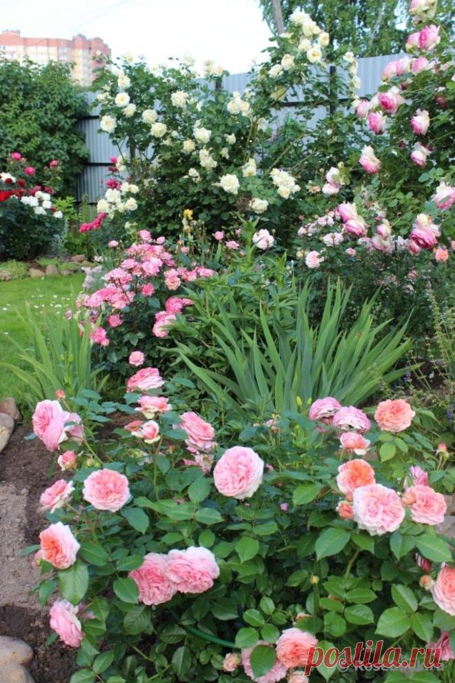 Розы,розы,розы.