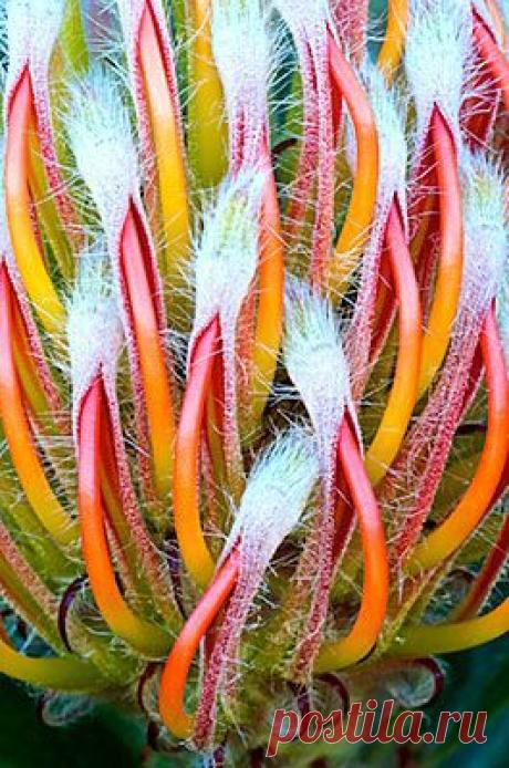Leucospermum