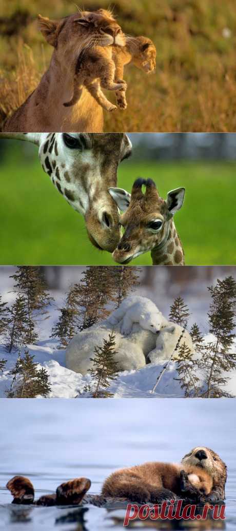 Детеныши животных и их родители | ПолонСил.ру - социальная сеть здоровья