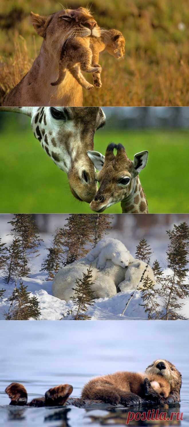 Детеныши животных и их родители | ПолонСил.ру - социальная сеть здоровья