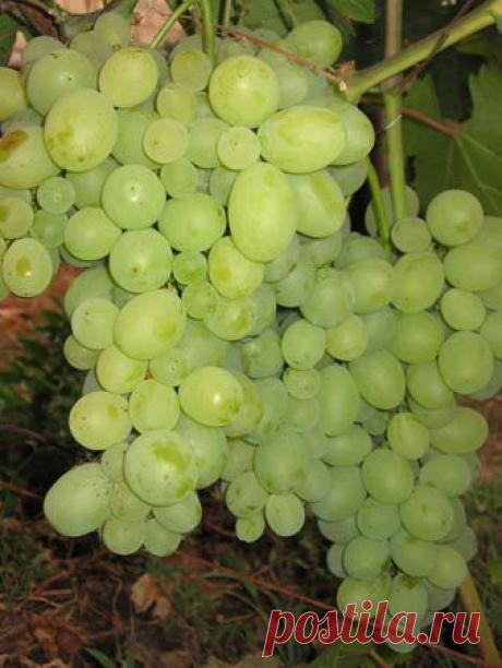 Галерея. - weerkust.ruweerkust.ru