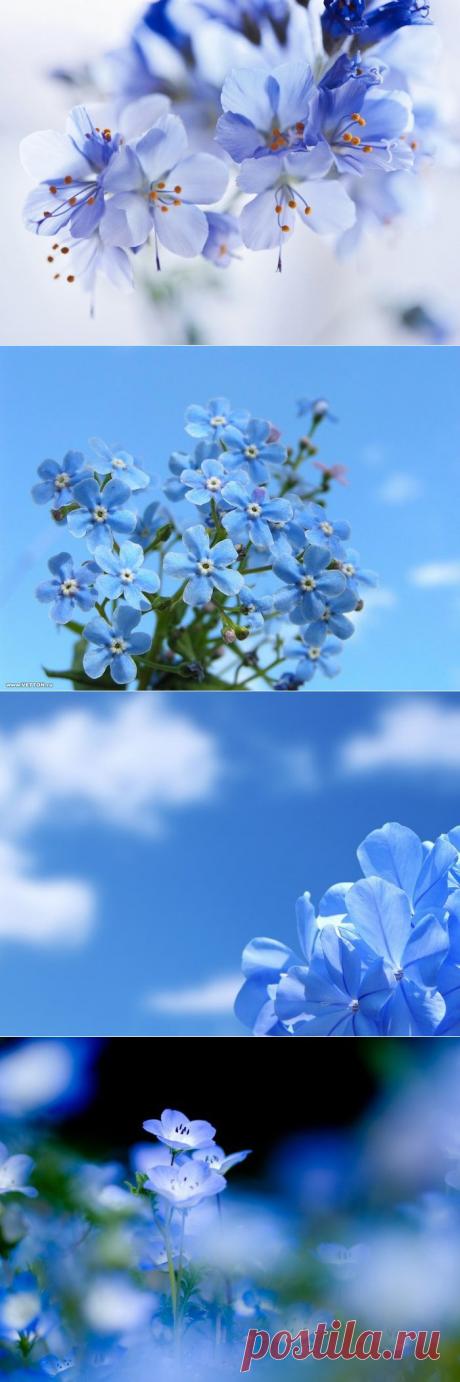 Цветы небесной красоты.
