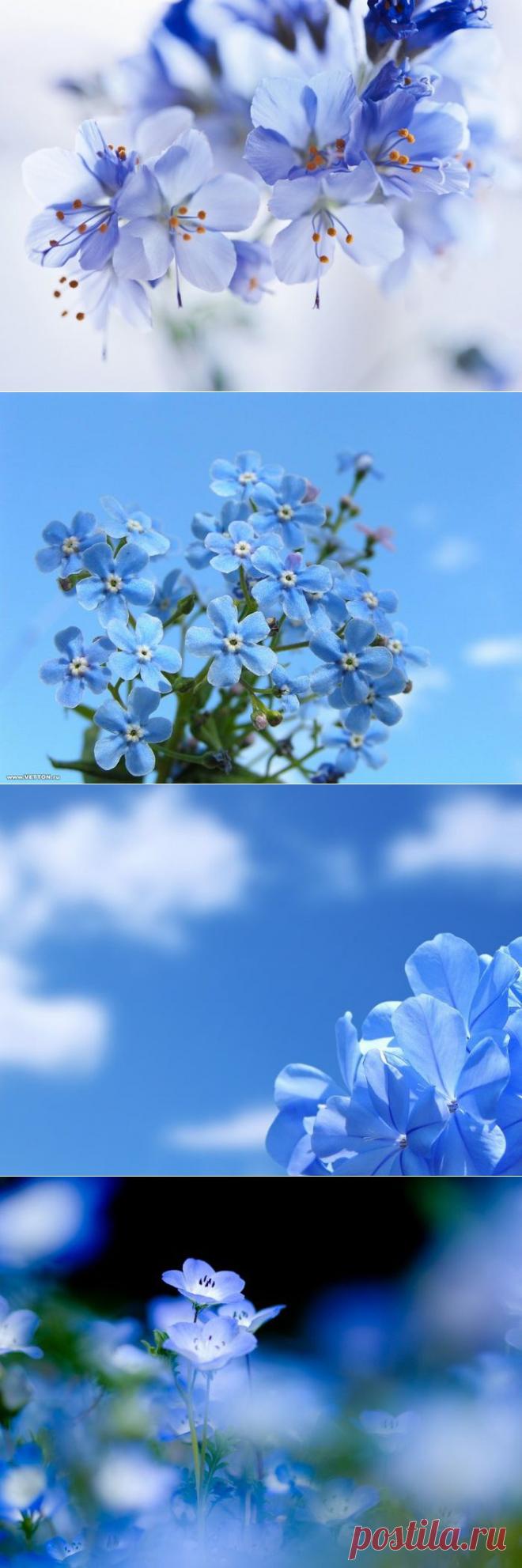 Цветы небесной красоты.