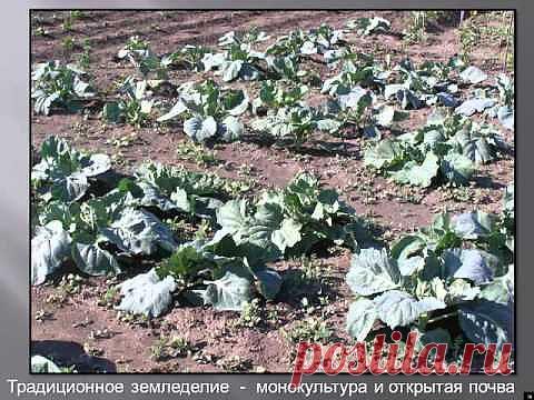 Выращивание капусты .