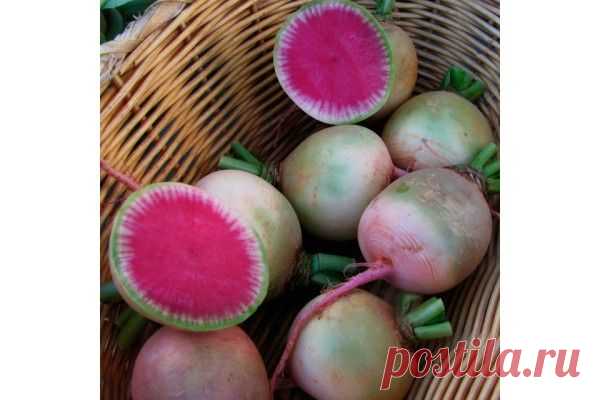 Семена редиса Watermelon