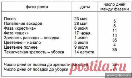 Фазы роста