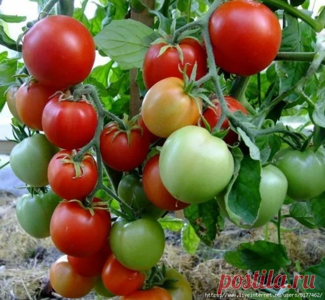 Универсальная подкормка, после которой помидоры усыпаны завязями.