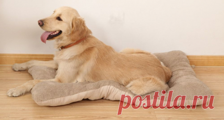 Купить лежанка напольная для собак и кошек &quot;Дружок&quot; по низкой цене