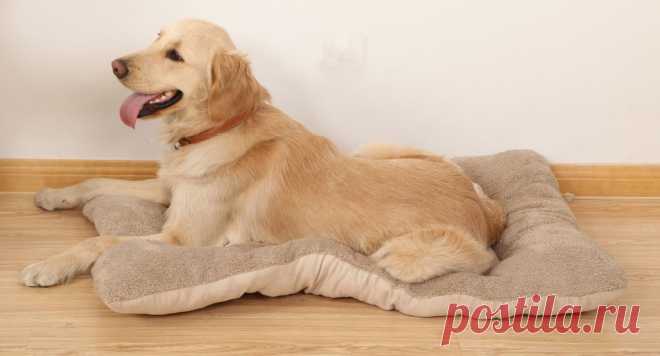 Купить лежанка напольная для собак и кошек "Дружок" по низкой цене