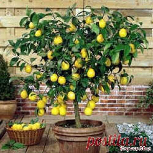 Как быстро размножить комнатный лимон: Группа Комнатные растения