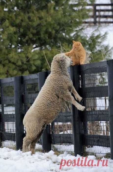 More Favorite Sheep