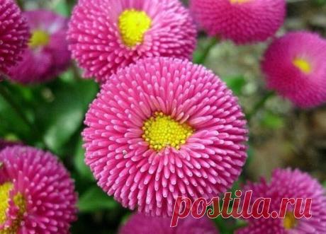 (54) Одноклассники