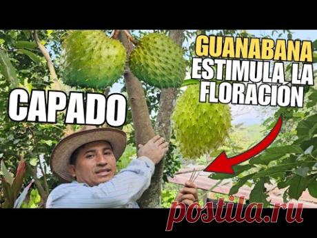 CAPADO de GUANABANA ESTIMULA la FLORACIÓN y PRODUCCIÓN de FRUTOS