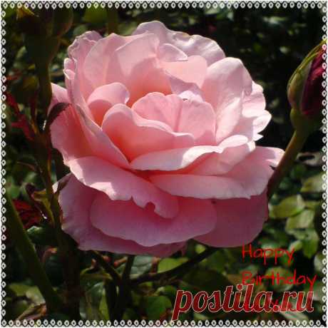 С Днём Рождения!    ----    Happy Birthday To You!  Free Stock Photo HD - Public Domain Pictures