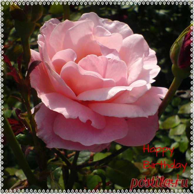 С Днём Рождения!    ----    Happy Birthday To You!  Free Stock Photo HD - Public Domain Pictures