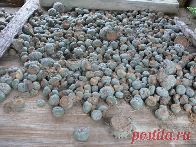 кактусы пейот: 2 тыс изображений найдено в Яндекс.Картинках