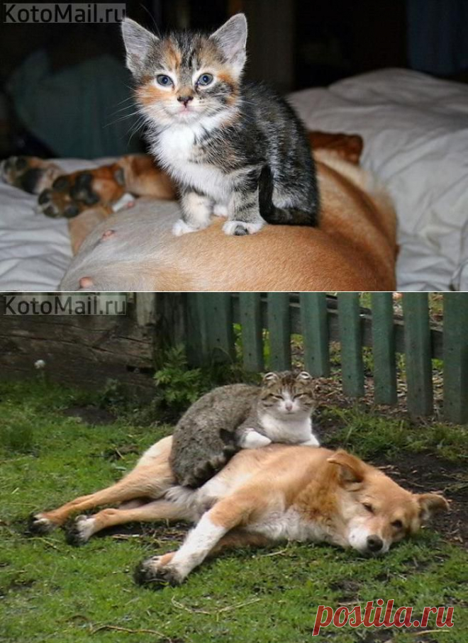 На пузе у собаки! | KotoMail.ru