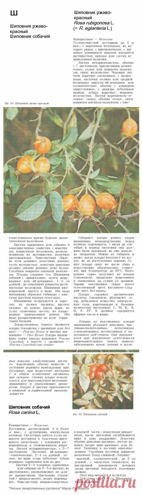 Шиповник ржаво-красный. Шиповник собачий