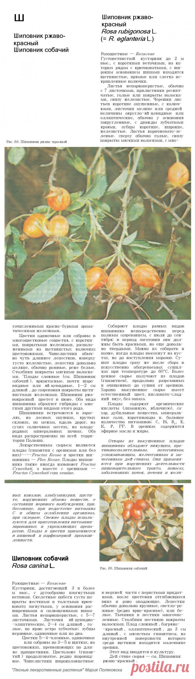 Шиповник ржаво-красный. Шиповник собачий