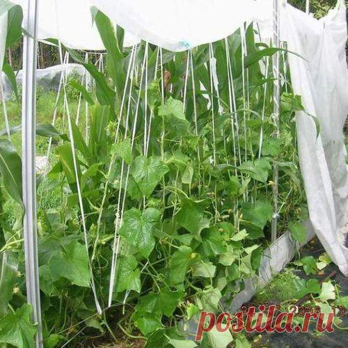 Теплые грядки для огурцов