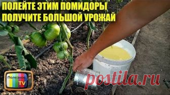 ПОЛЕЙТЕ ЭТИМ ПОМИДОРЫ ПОЛУЧИТЕ БОЛЬШОЙ УРОЖАЙ СЛАДКИХ ПЛОДОВ