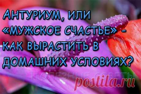 Антуриум, или «мужское счастье» - как вырастить в домашних условиях?