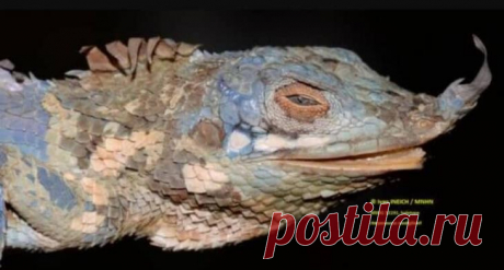 И всё-таки они существуют: как выглядят ящерицы, которых видели всего один раз за всю историю
