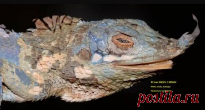 И всё-таки они существуют: как выглядят ящерицы, которых видели всего один раз за всю историю