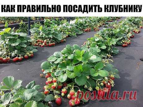 Как правильно посадить клубнику - 4 способа посадки.

Как правильно посадить клубнику, чтобы получить хороший урожай? Предлагаю вам четыре эффективных способа посадки клубники, давно зарекомендовавших себя среди садоводов-огородников.  

Посадка клубники отдельно стоящими кустами Розетки клубники сажаются по одной на расстоянии 45-60 см. Чтобы растения не переплетались, усы регулярно удаляются, тем самым позволяя кустам интенсивно развиваться и обильно плодоносить.  
Недос...