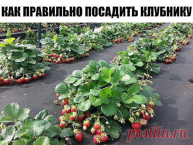 Как правильно посадить клубнику - 4 способа посадки.

Как правильно посадить клубнику, чтобы получить хороший урожай? Предлагаю вам четыре эффективных способа посадки клубники, давно зарекомендовавших себя среди садоводов-огородников.  

Посадка клубники отдельно стоящими кустами Розетки клубники сажаются по одной на расстоянии 45-60 см. Чтобы растения не переплетались, усы регулярно удаляются, тем самым позволяя кустам интенсивно развиваться и обильно плодоносить.  
Недос...