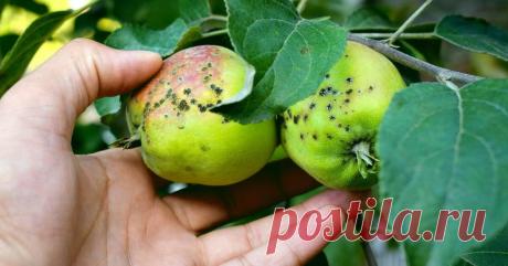 Распространенные болезни яблок лечение и описание — дом и быт Интересные факты обо всём на свете, которых вы, возможно, не знали.