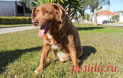 В Португалии умер самый старый пес в мире. Алентежский мастиф Боби дожил до 31 года и 165 дней