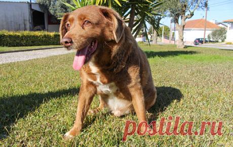 В Португалии умер самый старый пес в мире. Алентежский мастиф Боби дожил до 31 года и 165 дней