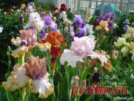 ОЛЕАНДР: КОВАРСТВО ИЛИ ЛЮБОВЬ?