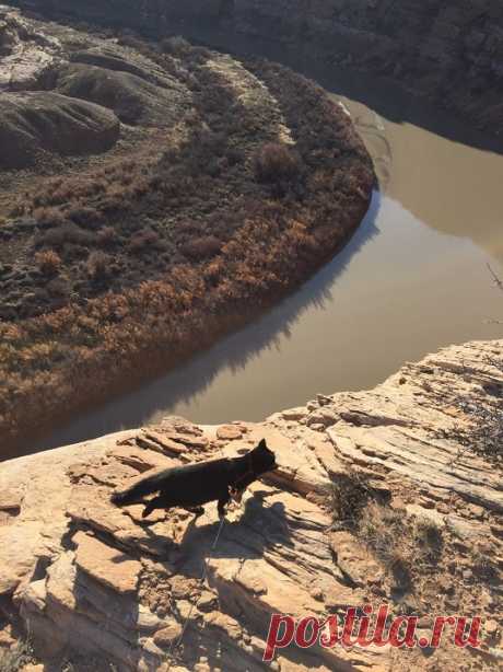 Милли - кошка-скалолаз из штата Юта, США