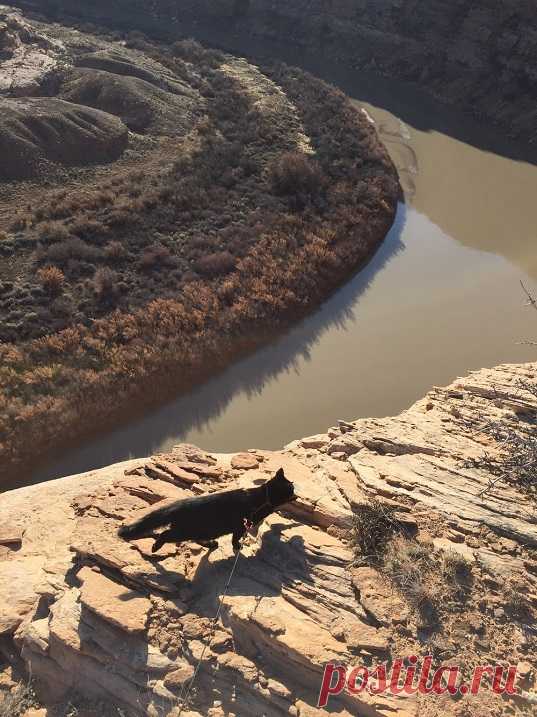 Милли - кошка-скалолаз из штата Юта, США
